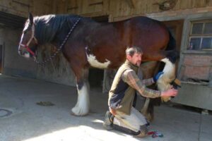 Tipps im Umgang mit dem Pferd