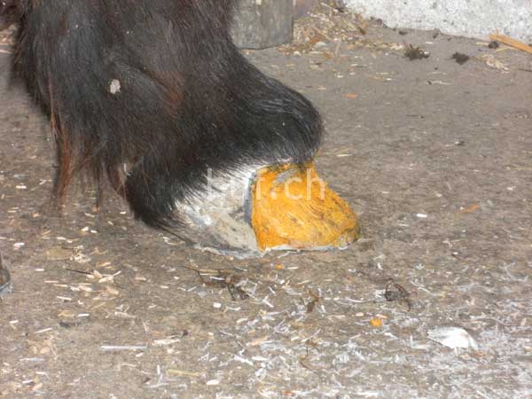 Hufpilz Hufpilz